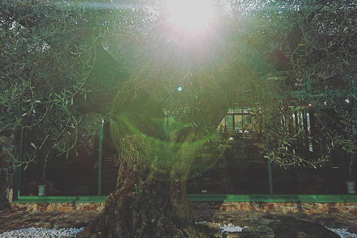 樹齢500年以上のオリーブツリー。ローズゴルフクラブのパワースポット